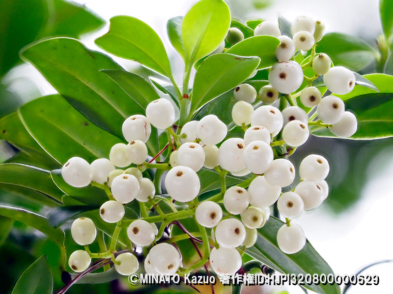 シラタマカズラ