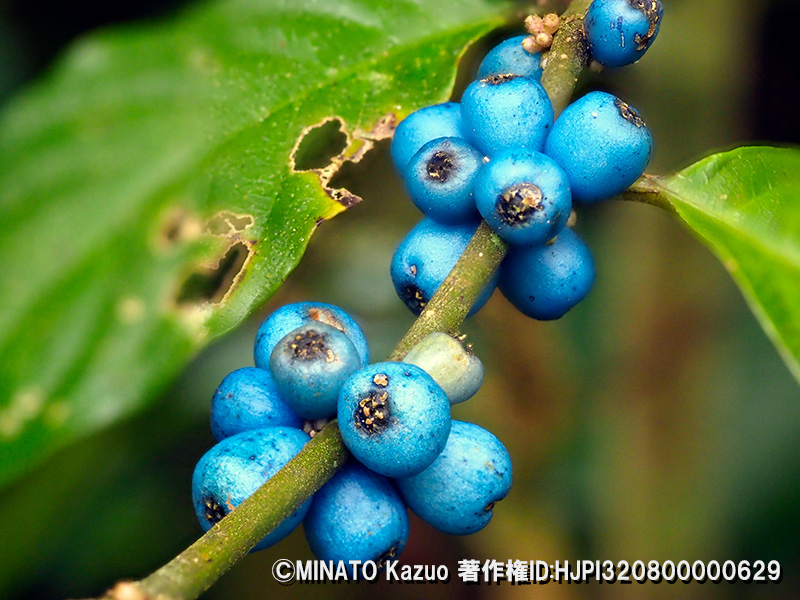 リュウキュウルリミノキ