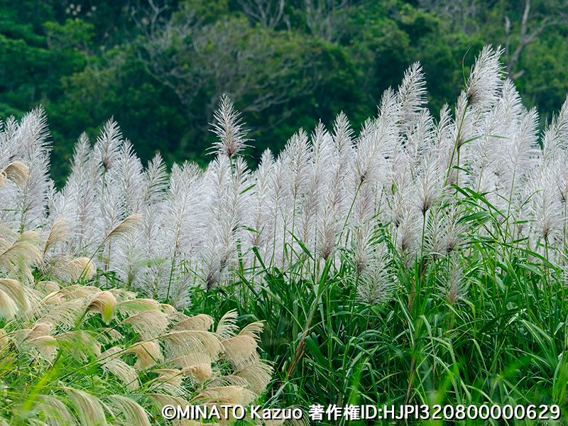 サトウキビとススキ