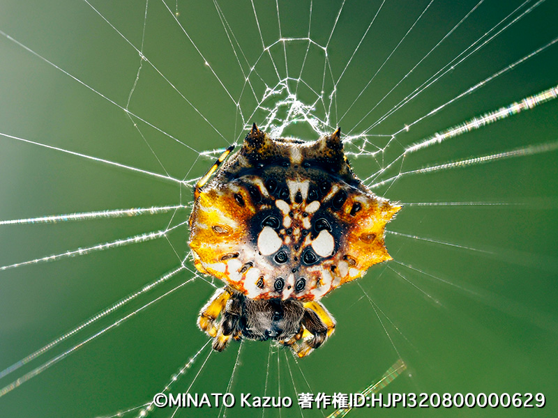 チブサトゲグモ