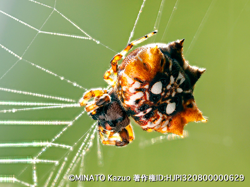 チブサトゲグモ