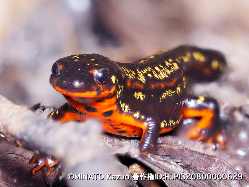 シリケンイモリ