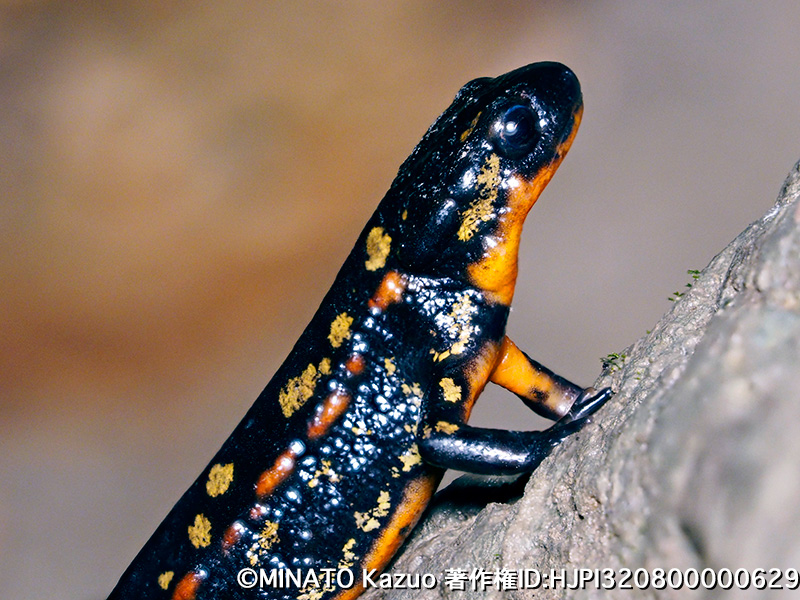 シリケンイモリ