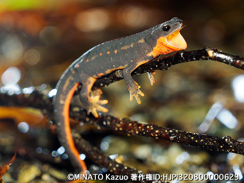 シリケンイモリ