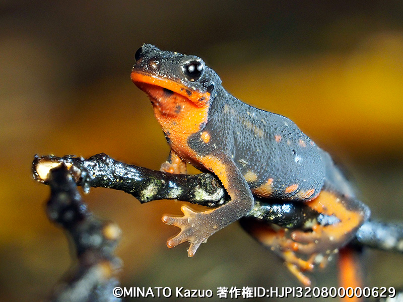 シリケンイモリ