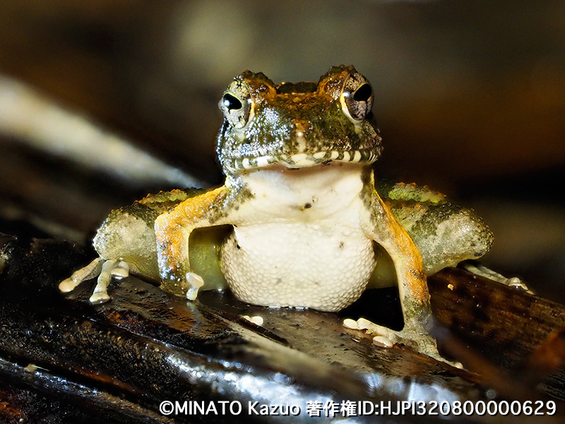 リュウキュウカジカガエル
