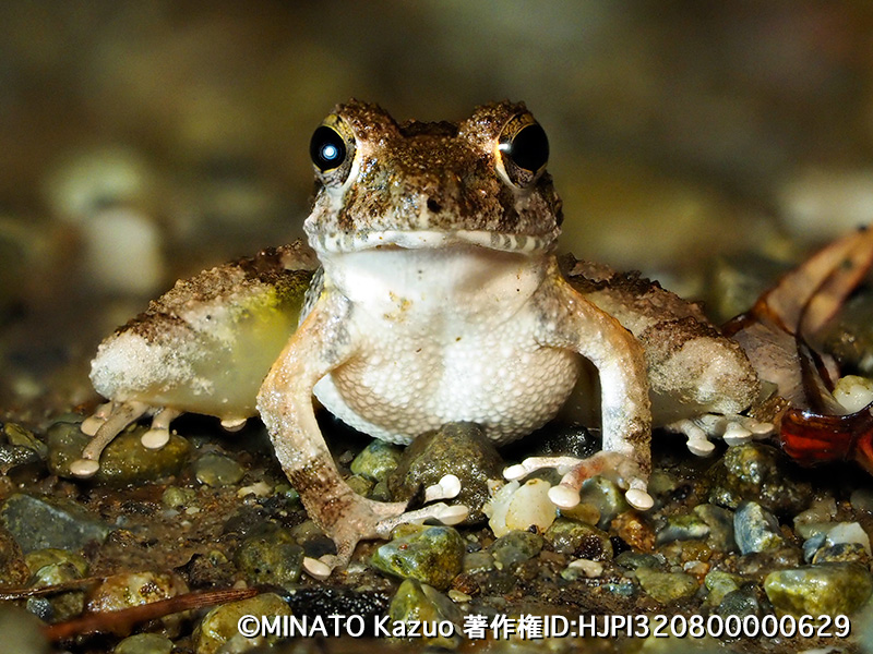 リュウキュウカジカガエル