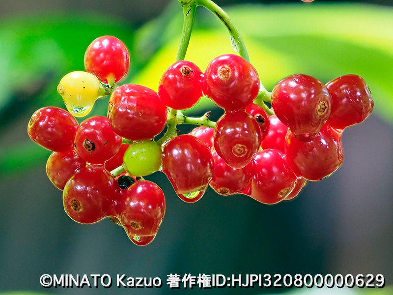 ナガミボチョウジ