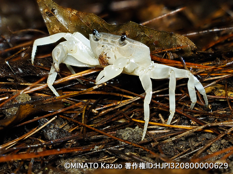 サカモトサワガニ