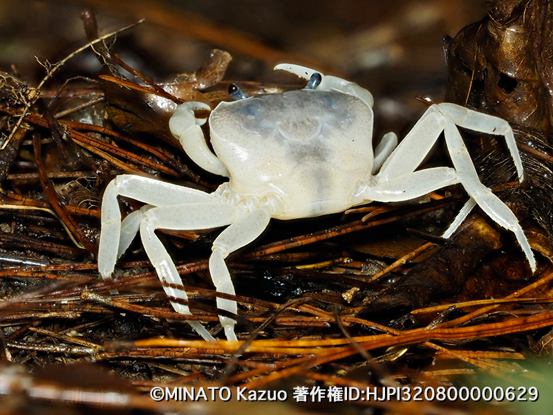 サカモトサワガニ