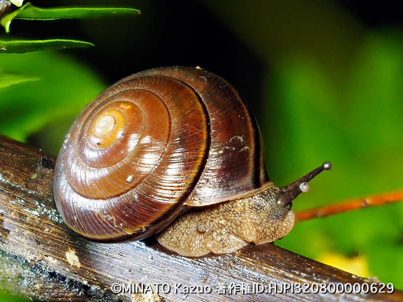 ヤンバルマイマイ