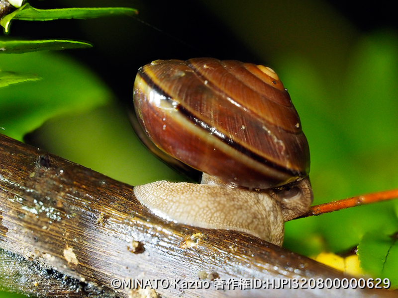 ヤンバルマイマイ