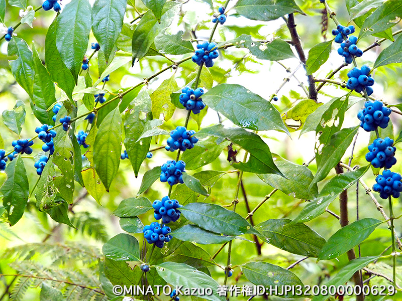 リュウキュウルリミノキ