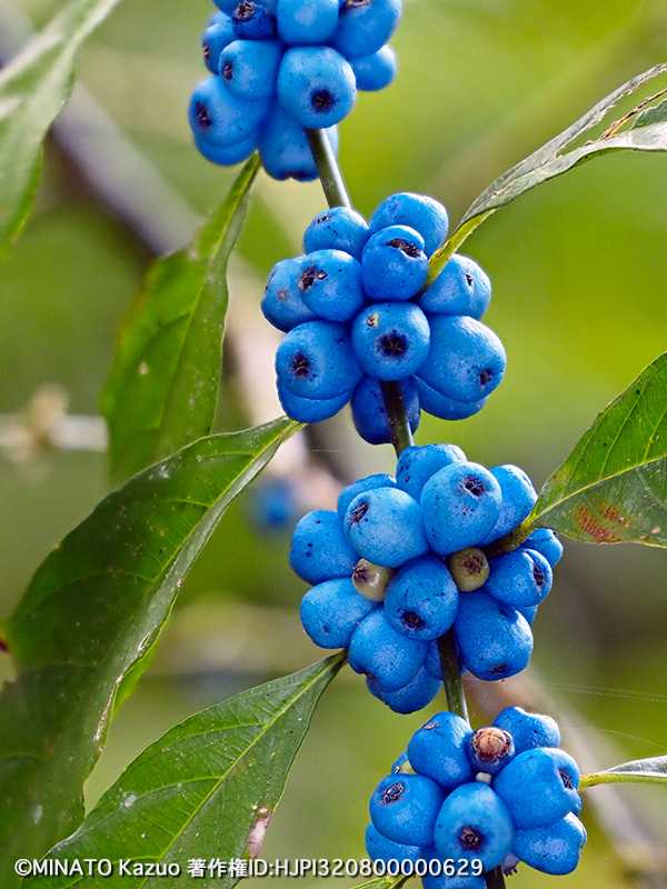リュウキュウルリミノキ