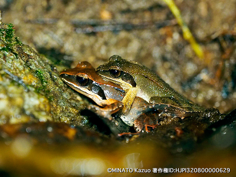 リュウキュウアカガエル