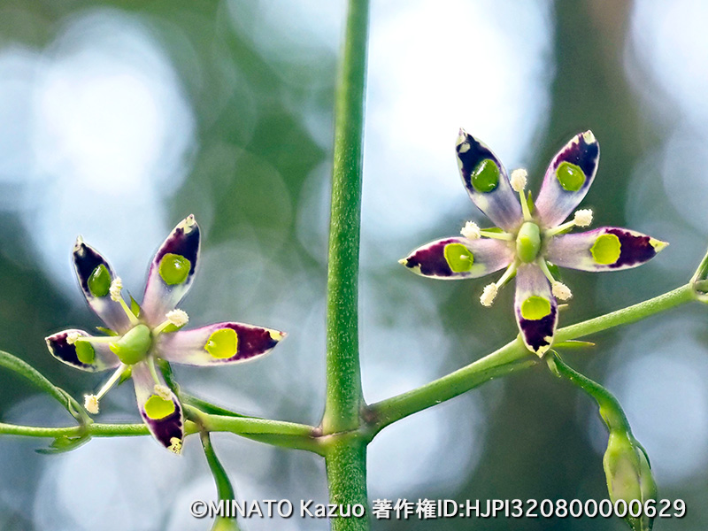 ヘツカリンドウ