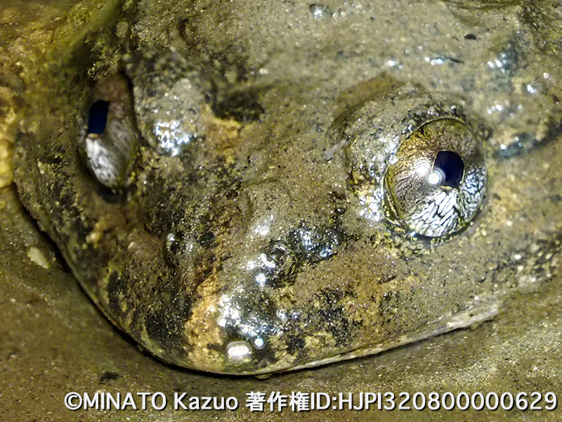 ナミエガエル（トリミング）