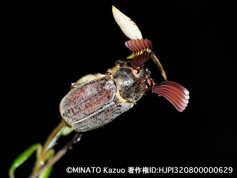 ケブカコフキコガネ