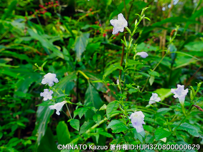 オキナワスズムシソウ