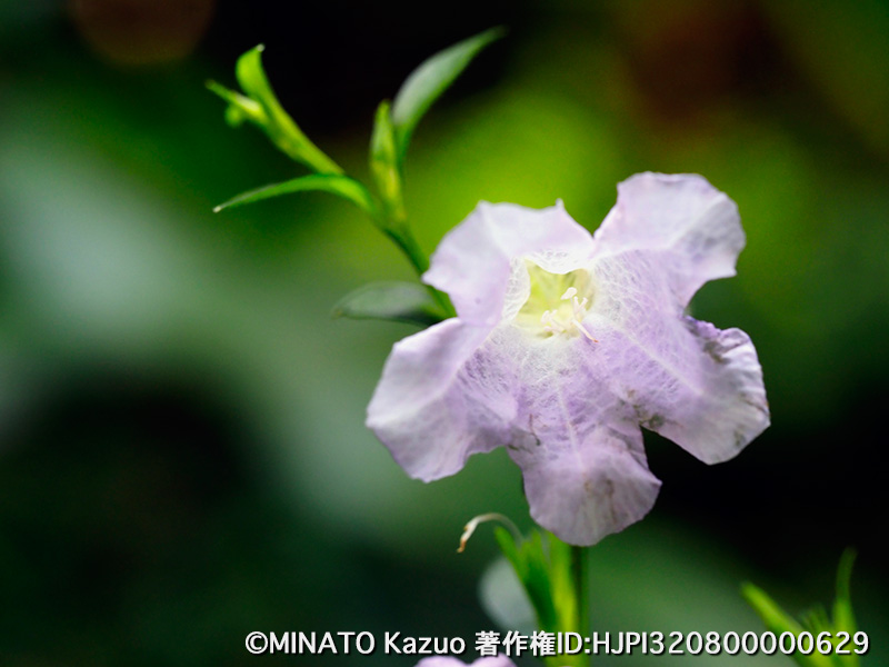 オキナワスズムシソウ