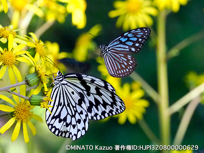 オオゴマダラとリュウキュウアサギマダラ