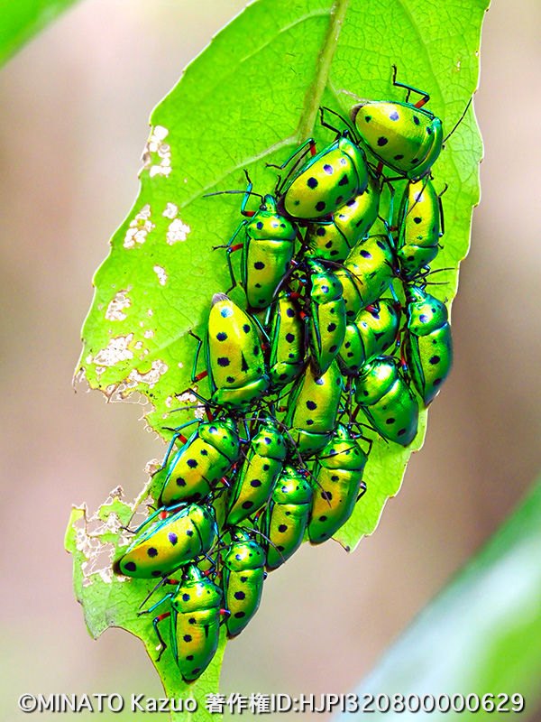 ナナホシキンカメムシ越冬集団