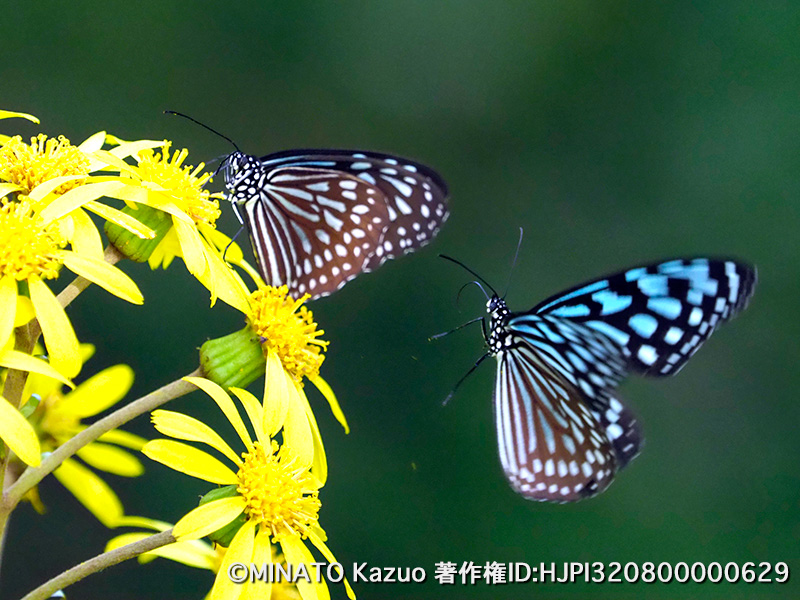 リュウキュウアサギマダラ