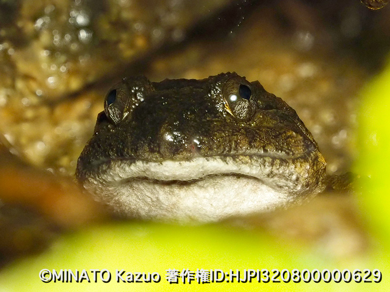 ナミエガエル