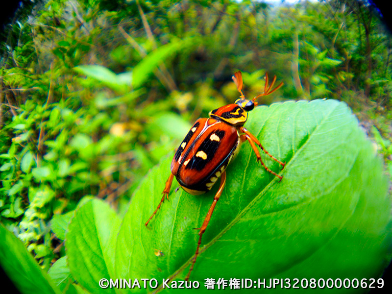 魚露目作例（オキナワトラフハナムグリ）