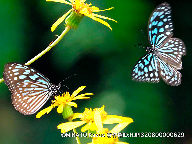 リュウキュウアサギマダラ