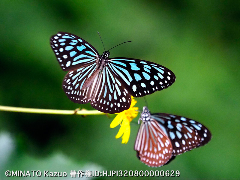 リュウキュウアサギマダラ