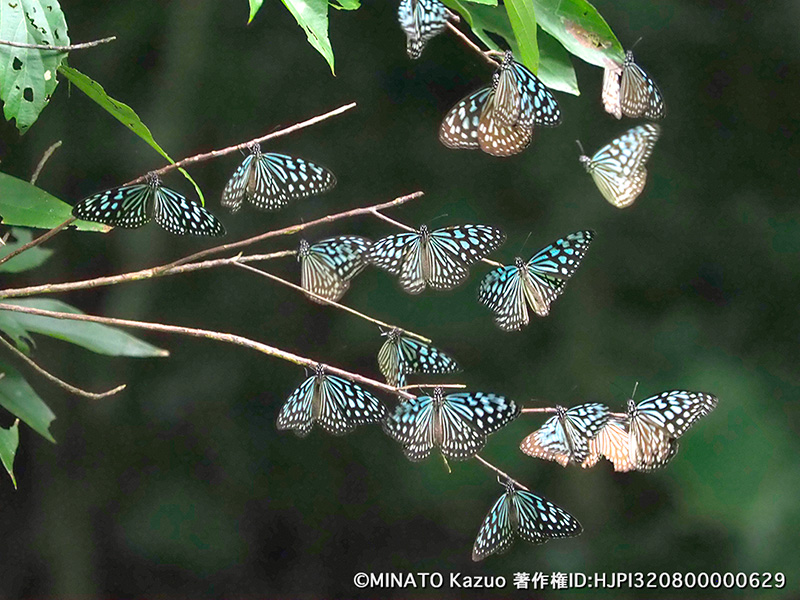 リュウキュウアサギマダラ