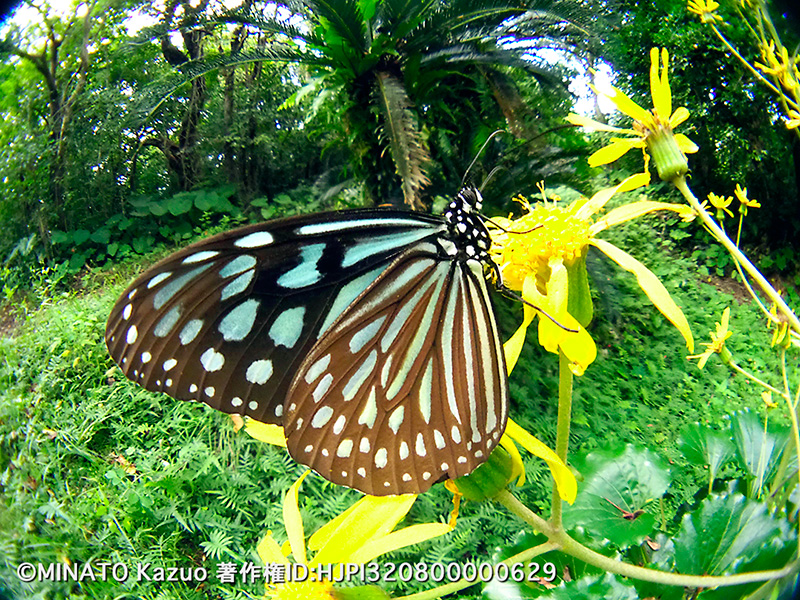 リュウキュウアサギマダラ