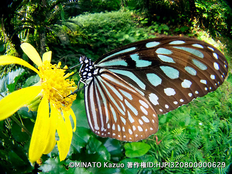 リュウキュウアサギマダラ