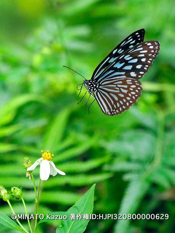 リュウキュウアサギマダラ