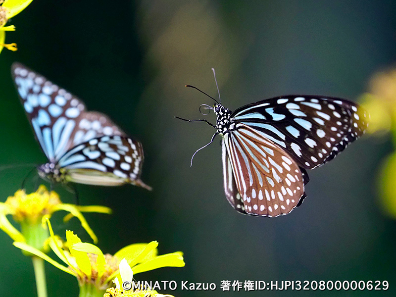 リュウキュウアサギマダラ