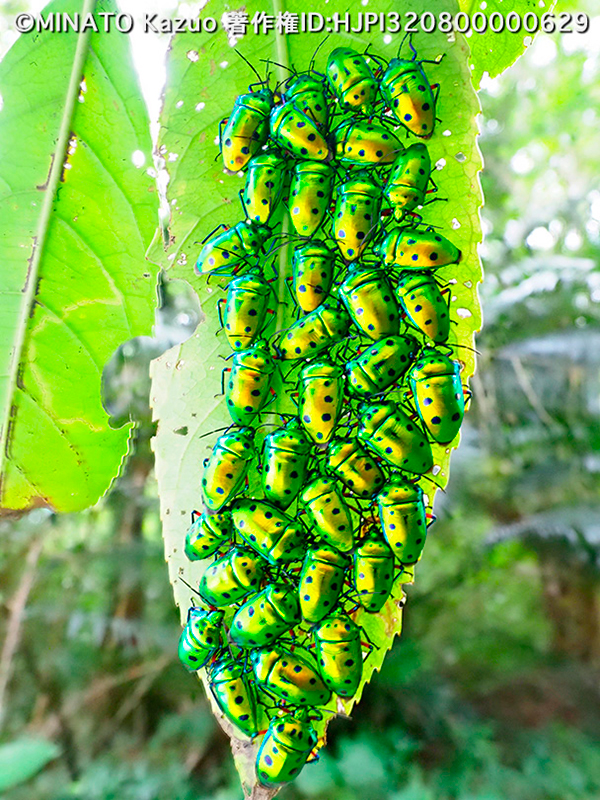 ナナホシキンカメムシ