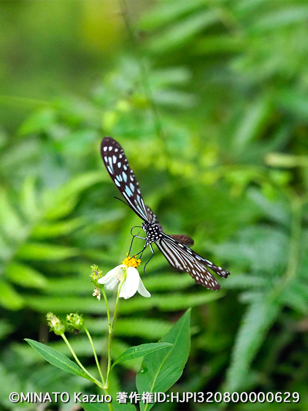 リュウキュウアサギマダラ