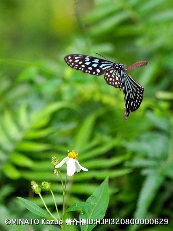 リュウキュウアサギマダラ