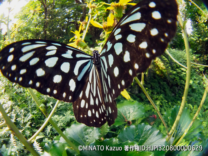 リュウキュウアサギマダラ