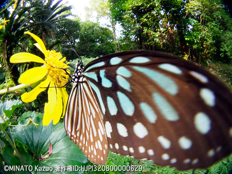 リュウキュウアサギマダラ