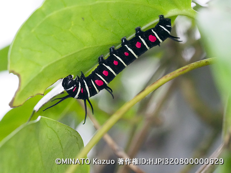 オオゴマダラ幼虫