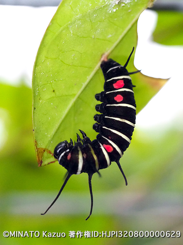 オオゴマダラ前蛹