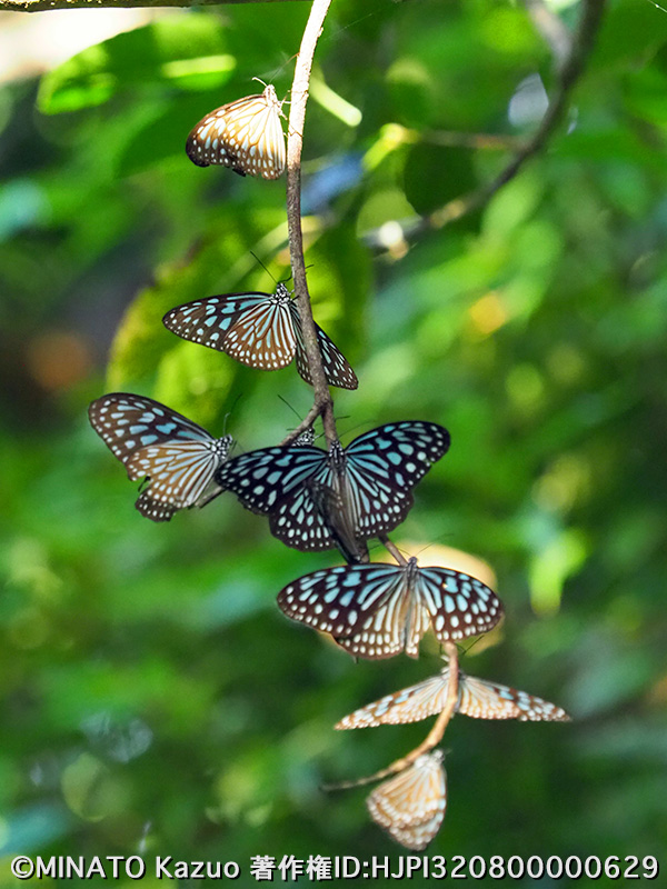 リュウキュウアサギマダラ