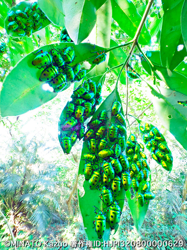 ナナホシキンカメムシ越冬集団