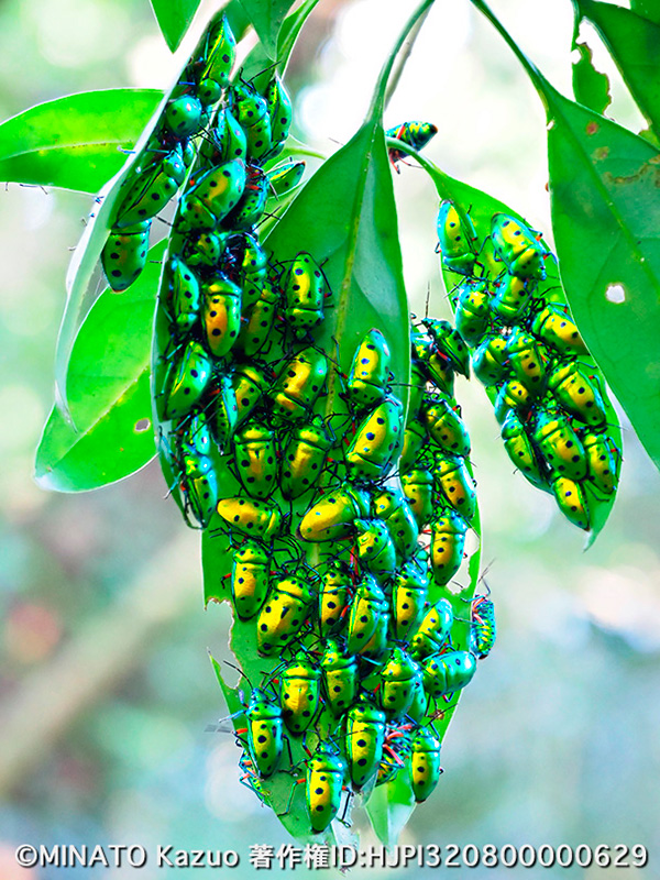 ナナホシキンカメムシ越冬鵜集団