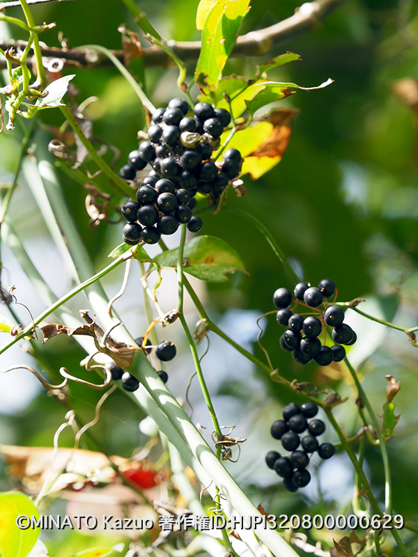 サンキライの一種