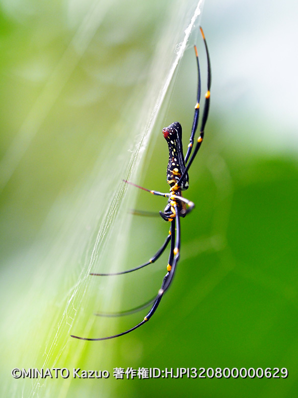 オオジョロウグモ雌