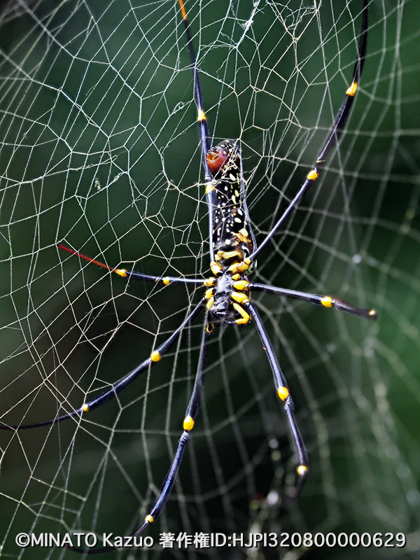 オオジョロウグモ雌（深度合成）