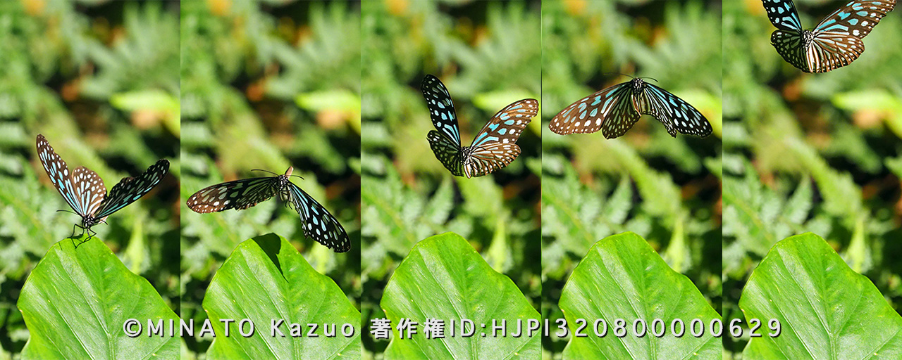 リュウキュウアサギマダラ